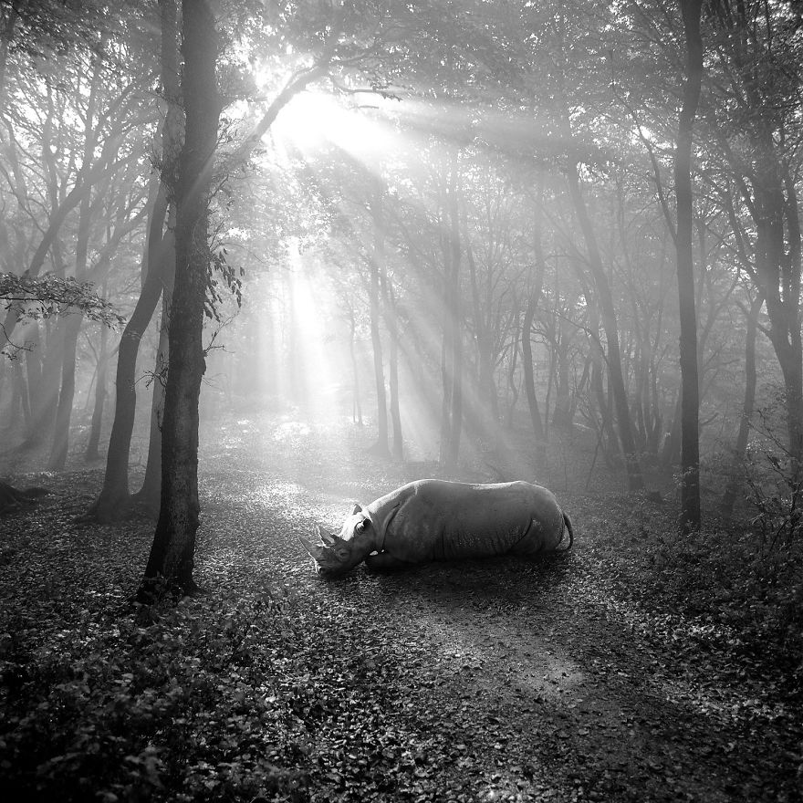 Amazing Misty Forest Pictures Full Of Animals