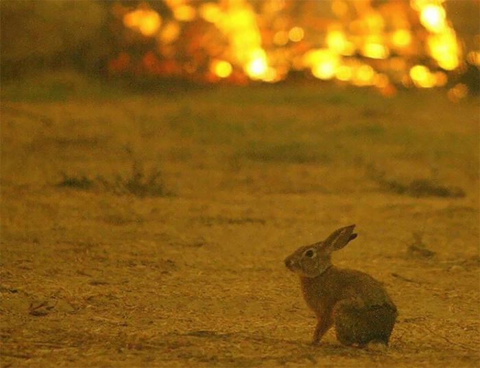 Watch This Anonymous Hero Saving A Bunny From Wildfire And Then Just Vanishing Into The Dark