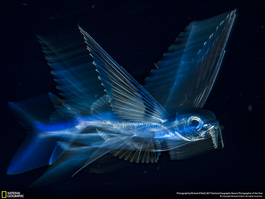 Third Place Winner, Underwater: Flying Fish In Motion, Michael O'neill