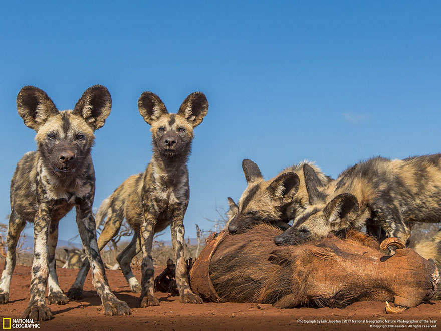 People's Choice: Hunting With African Wild Dogs, Erik Joosten