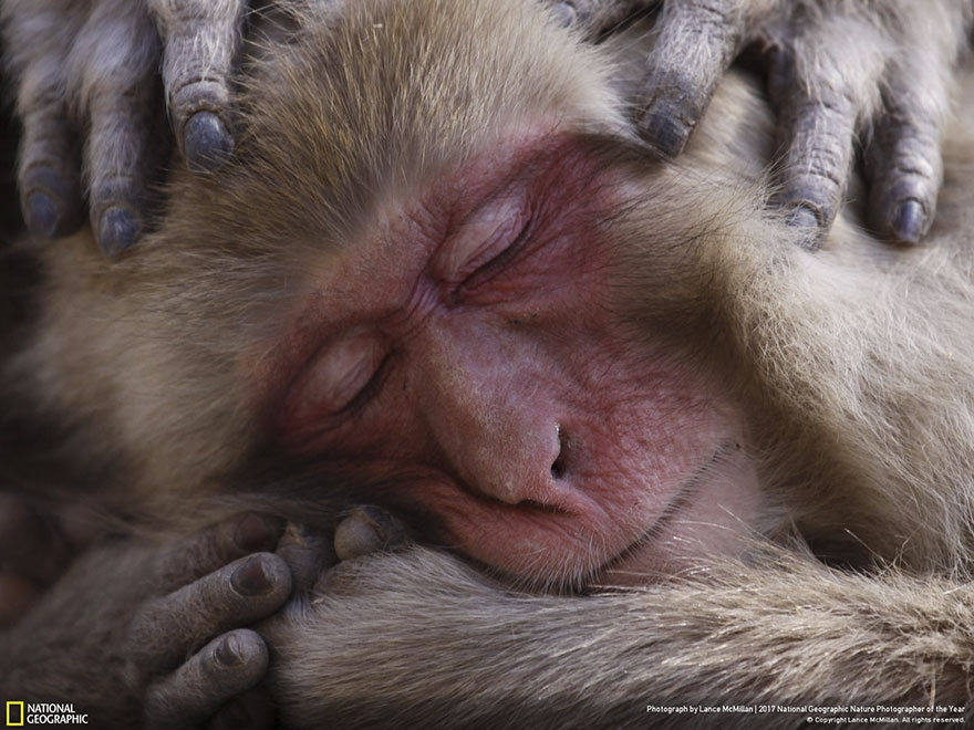 Honorable Mention, Wildlife: Macaque Maintenance, Lance Mcmillan