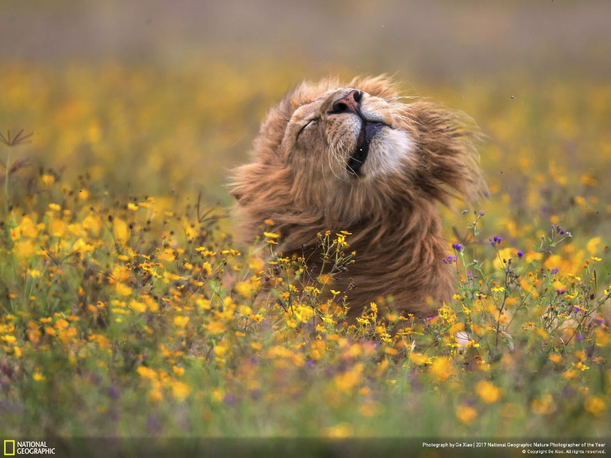 The Lion In The Sea Of Flowers, Ge Xiao