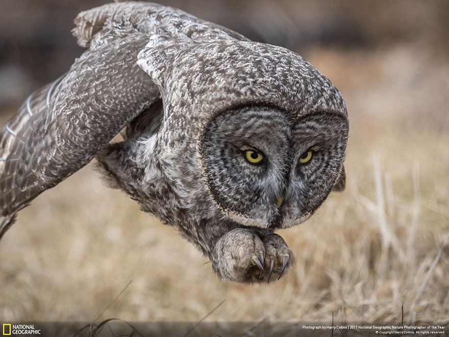 People's Choice, Wildlife: Great Gray Owl, Harry Collins