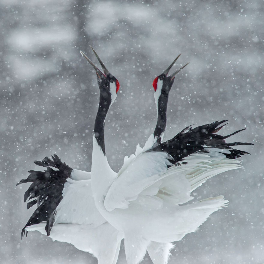 Snow Cranes, Kenny Chen
