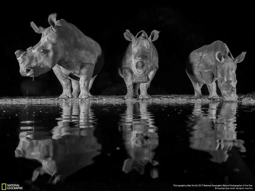 Three White Rhinos, Alan Smith