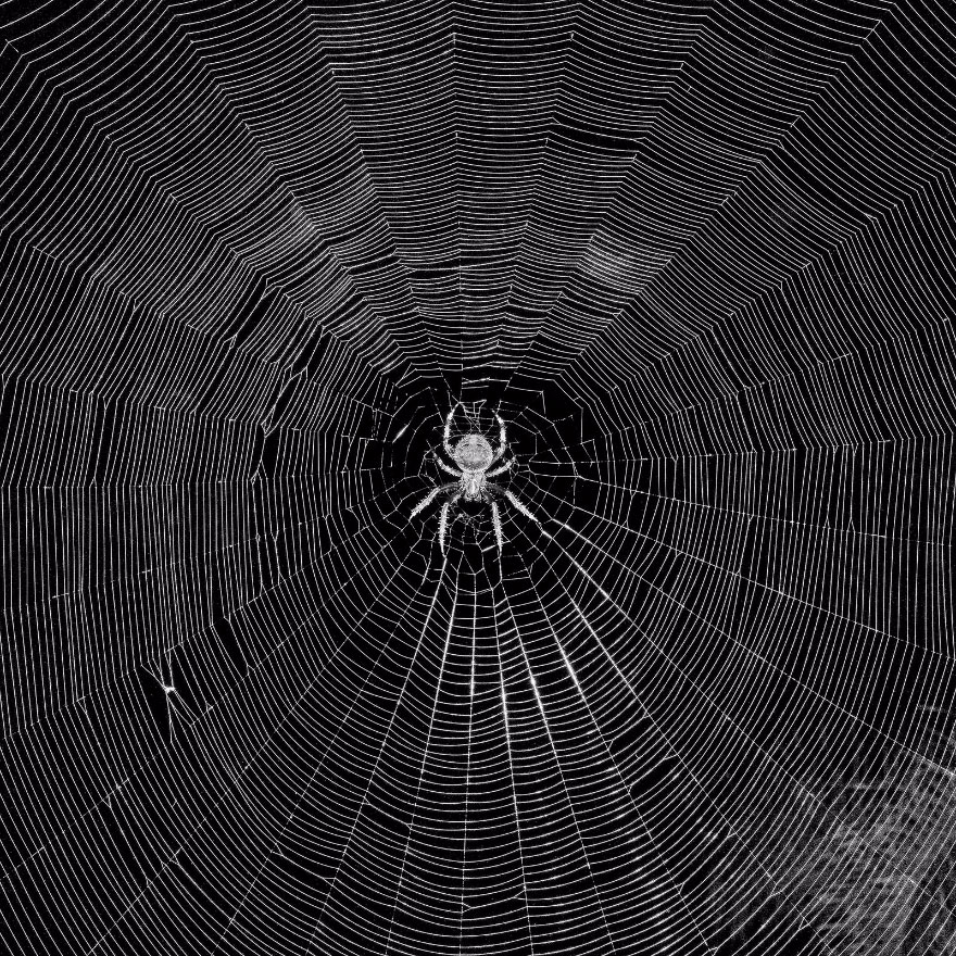 California Spider Web, Michael Cukr