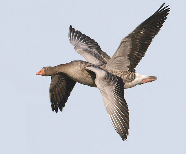 4-Winged Goose