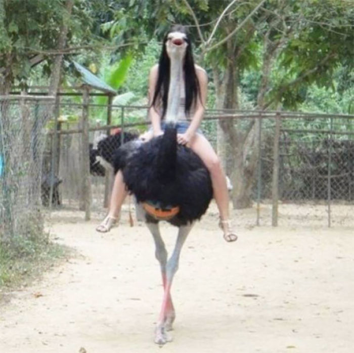 Señorita avestruz