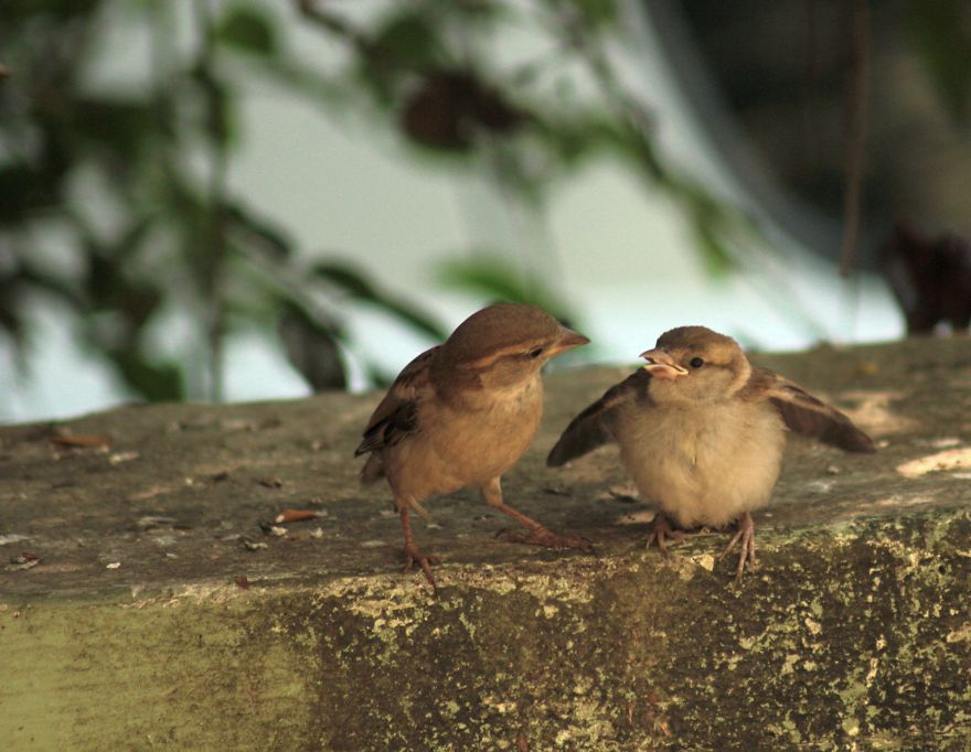 Sparrow Love : An Young Sparrow With Her Mother Trying To Grasp The Technique Of Flying Sparrow Love : An Young Sparrow With Her Mother Trying To Grasp The Technique Of Flying