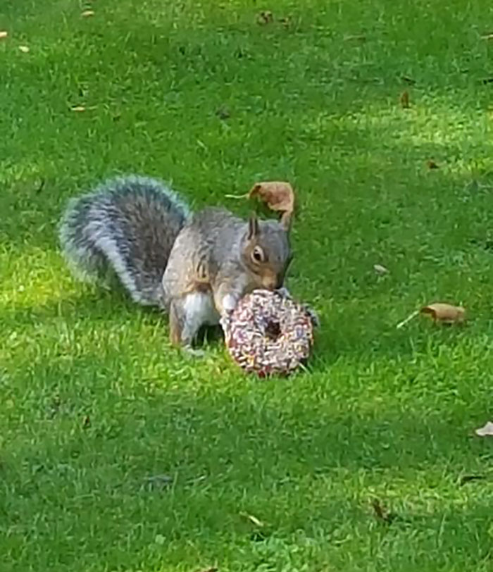 I Was Eating Lunch In The Local Park When I Heard A Rustling Sound Under The Bench I Was Sat On. Then A Squirrel Ran Out From Underneath It Carrying A Full Doughnut, Sat On The Grass In Front Of Me And Proceeded To Eat The Entire Thing
