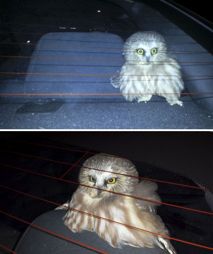 An Owl Flew Into My Car Once, In Las Vegas, While The Car Was Moving With The Windows Open. I Spent A Solid 3 Hours Figuring Out How To Get This Out Of My Car