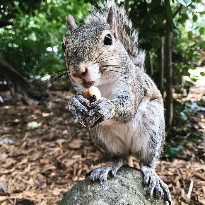 This Squirrel Keeps Coming Back To Visit The Family That Saved Her 8 Years Ago