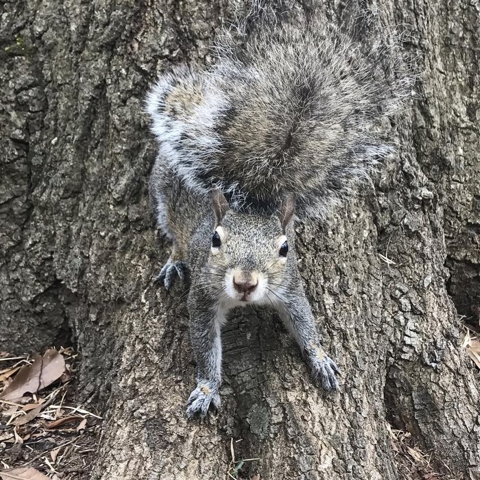 https://static.boredpanda.com/blog/wp-content/uploads/2017/12/squirrel-come-back-save-family-bella-brantley-harrison-18.jpg