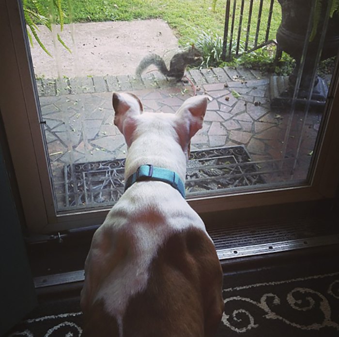 This Squirrel Keeps Coming Back To Visit The Family That Saved Her 8 Years Ago