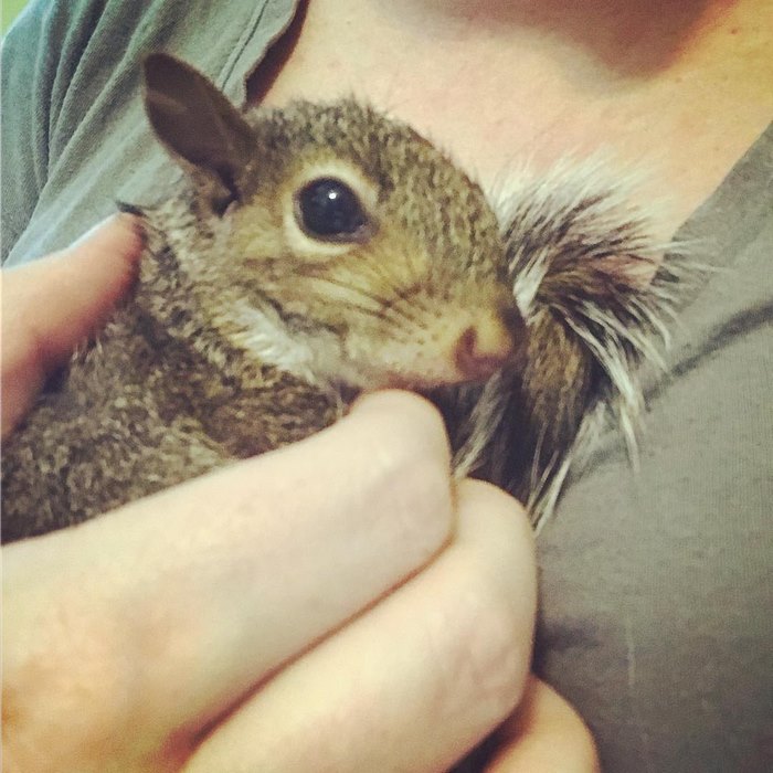 https://static.boredpanda.com/blog/wp-content/uploads/2017/12/squirrel-come-back-save-family-bella-brantley-harrison-8.jpg