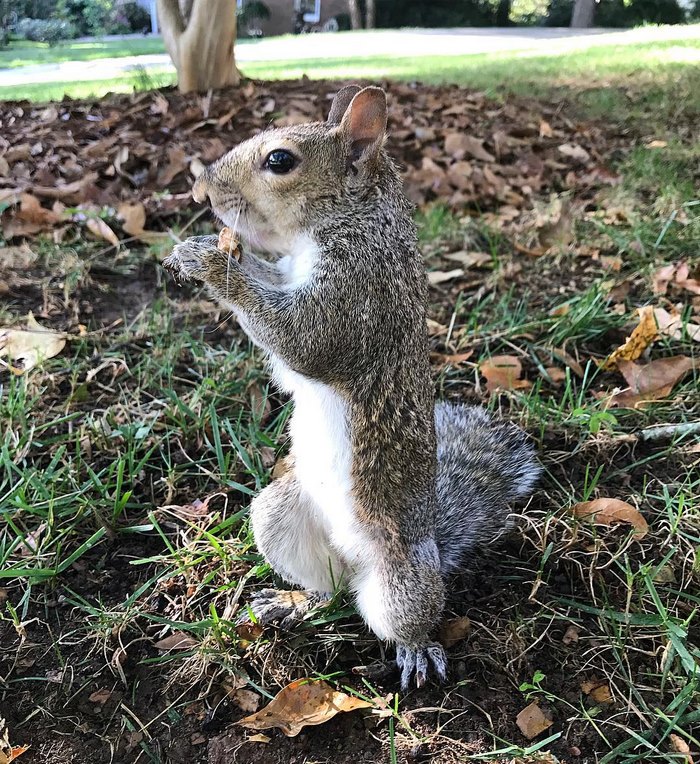 https://static.boredpanda.com/blog/wp-content/uploads/2017/12/squirrel-come-back-save-family-bella-brantley-harrison-9.jpg