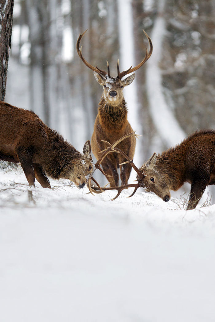 Winter-Deer-Photography-John-Betts