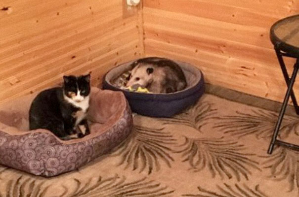 Grandma Thinks She's Been Taking Care Of Three Kittens Until Her Grandson Notices One Of Them Is Not A Kitten At All