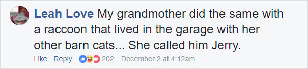 Grandma Thinks She's Been Taking Care Of Three Kittens Until Her Grandson Notices One Of Them Is Not A Kitten At All