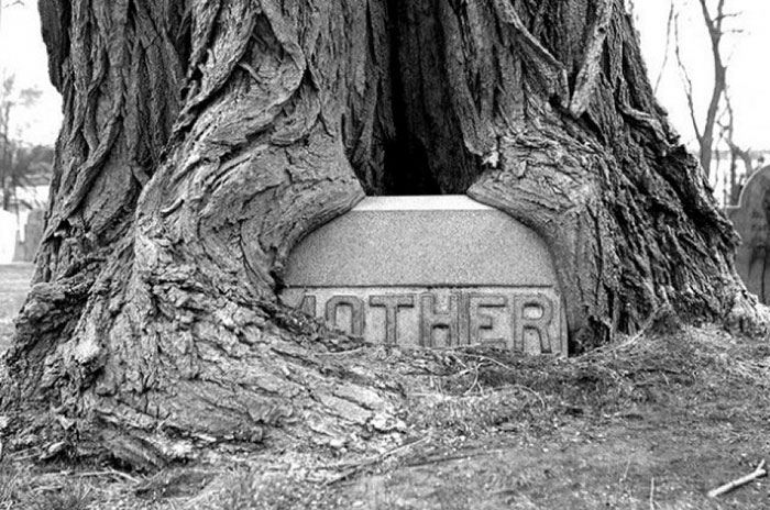Tumba de una madre en un viejo cementerio. Parece que el árbol la abraza
