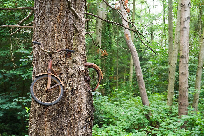 A Bicycle Was Left Chained To A Tree
