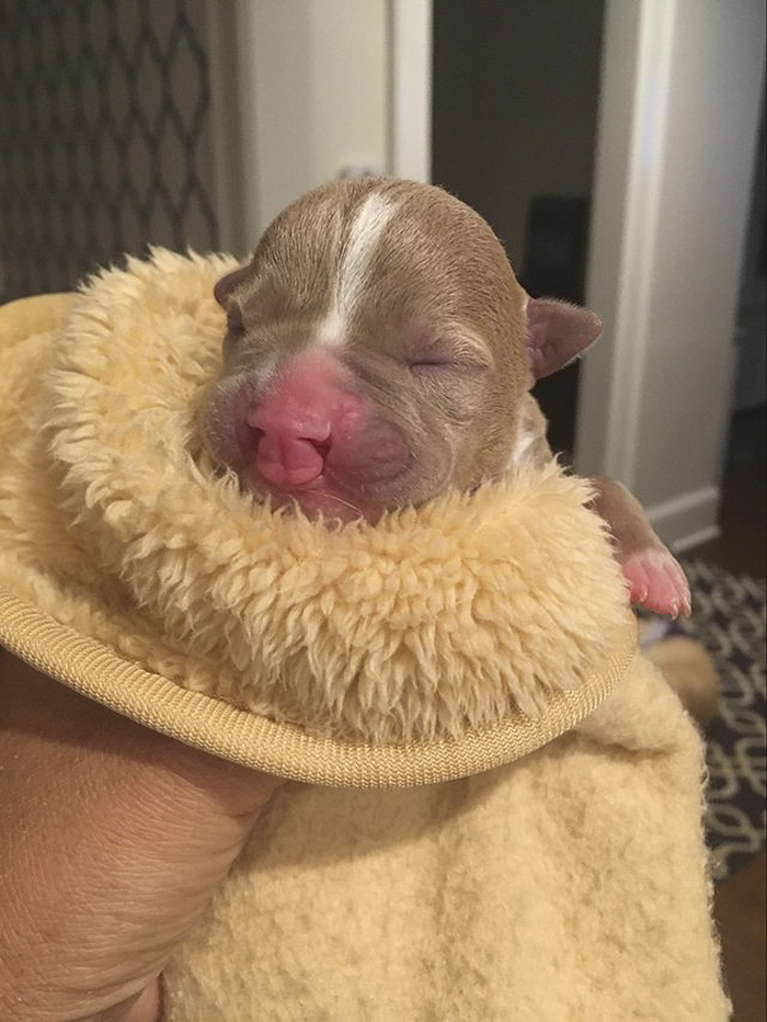 tiny pit bull sasha 1 5a3a1ed050ab9  700 - Foster Mom Refuses To Put Her Tiny Pit Bull To Sleep After It Was Born A Little Bit Different