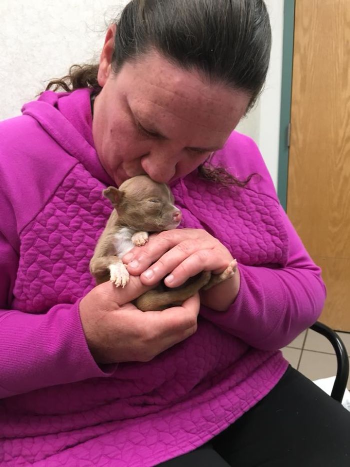 Foster Mom Refuses To Put Her Tiny Pit Bull To Sleep After It Was Born A Little Bit Different