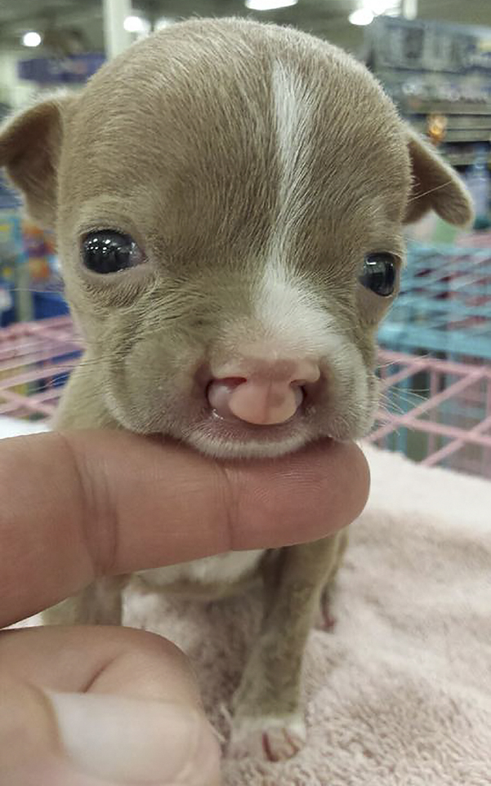 Foster Mom Refuses To Put Her Tiny Pit Bull To Sleep After It Was Born A Little Bit Different