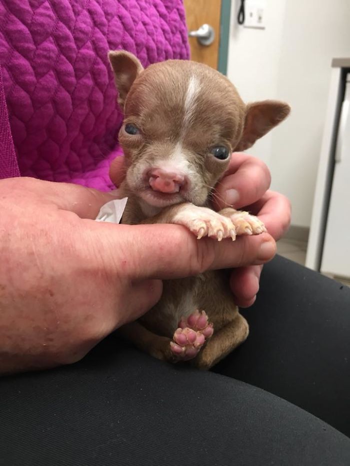 tiny pit bull sasha 5a3a2c6f85b06  700 - Foster Mom Refuses To Put Her Tiny Pit Bull To Sleep After It Was Born A Little Bit Different