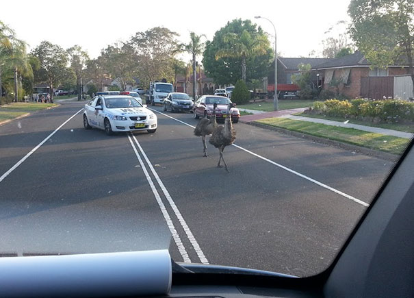 Normal Day In Australia... Just Witnessed The Local Police In Hot Pursuit Of Two Emus