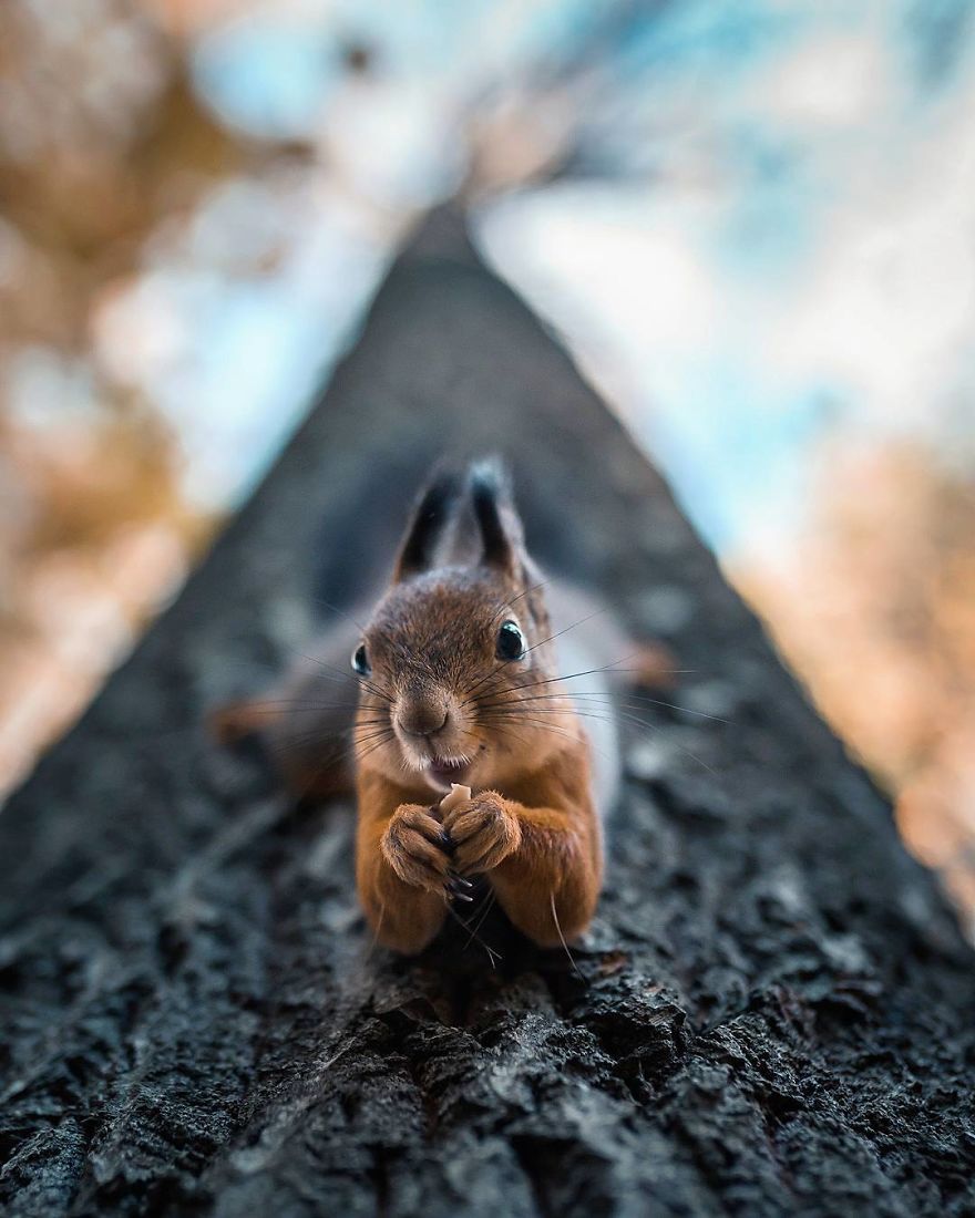 , This Man Photographs Forest Animals In Finland Like No Other, #Bizwhiznetwork.com Innovation ΛＩ