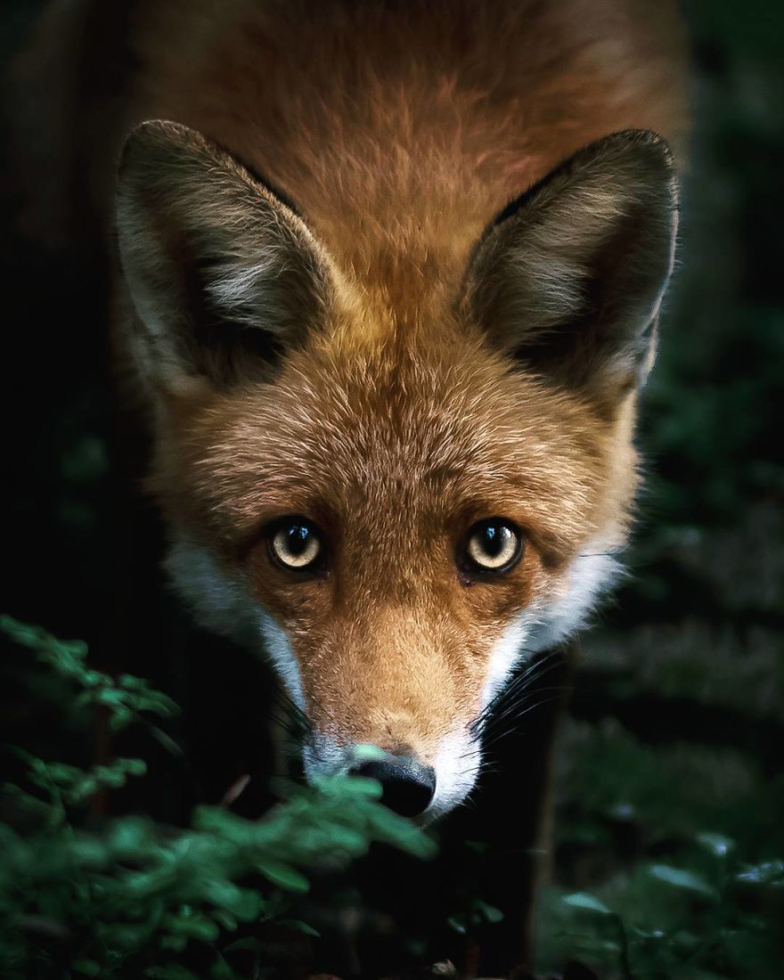 , This Man Photographs Forest Animals In Finland Like No Other, #Bizwhiznetwork.com Innovation ΛＩ