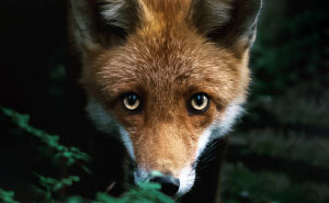 Photographer Shoots Finnish Forest Animals Like They’re Professional Models, And We Can't Stop Looking At Them