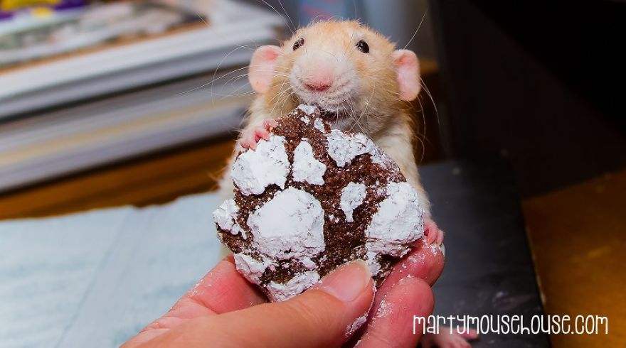 This Adorable Rat Chef Will Help You Make Cookies!
