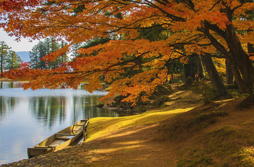 Craze For The Colorful Maple Leaves In Japan