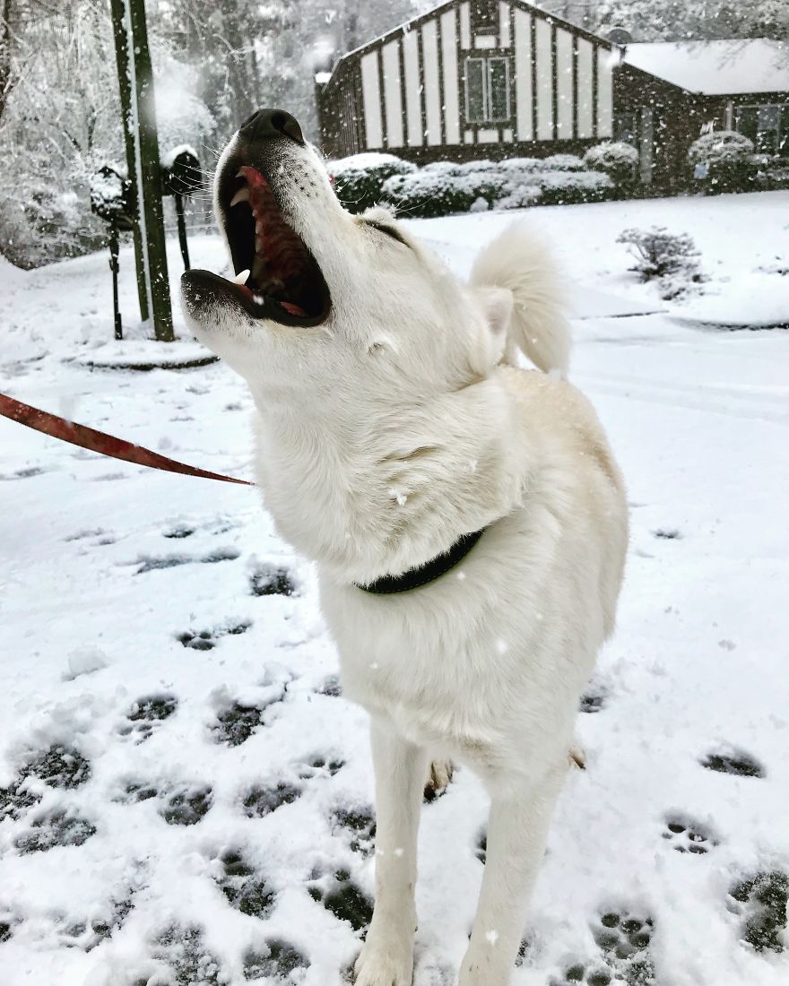 My Husky Zeus Lives In North Carolina, This Is His First Time Seeing Snow.