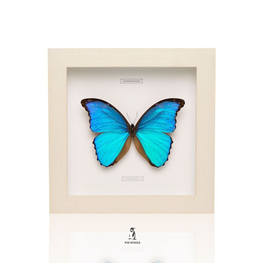 Real Butterflies Framed By Pinwings