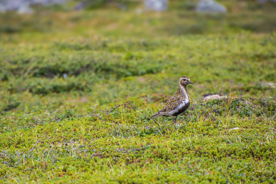 Fj&auml;llr&auml;ven Classic (Sweden, 2016)