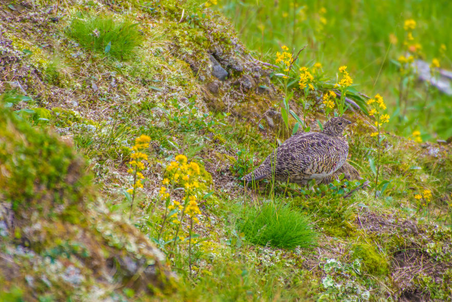 Fj&auml;llr&auml;ven Classic (Sweden, 2016)
