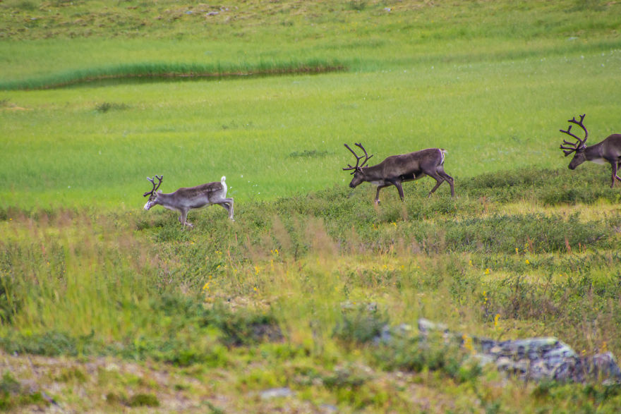 Fj&auml;llr&auml;ven Classic (Sweden, 2016)