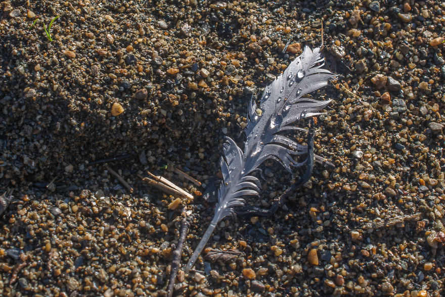 Fj&auml;llr&auml;ven Classic (Sweden, 2016)