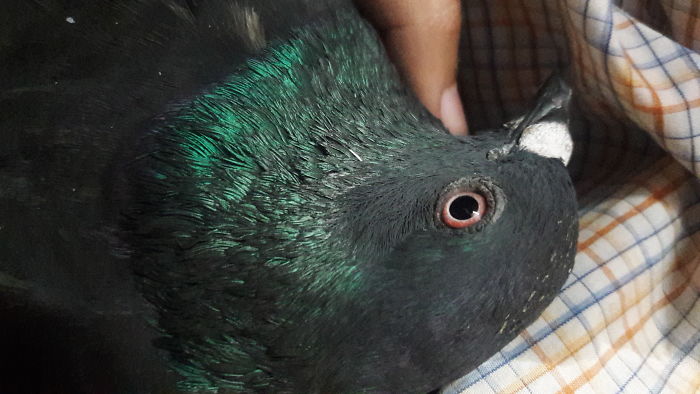 Though A Pigeon On The Window Sill Is Not Unusual But It Was Injured And We Brought It In...... It's In Love With Us Now