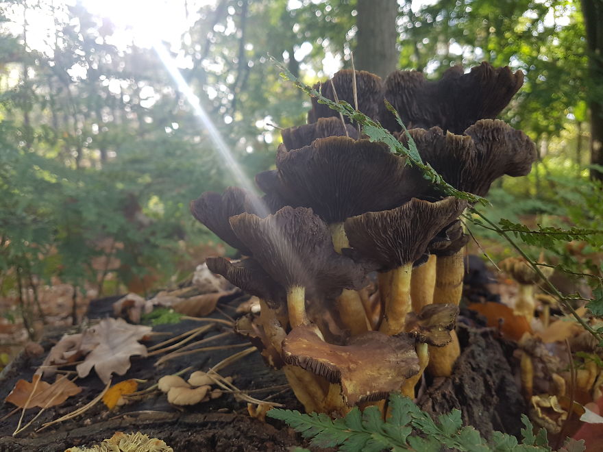 A Day In The Forest.