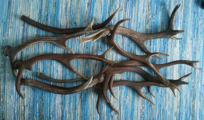 My Red Deer Antler Collection - I Find Them On My Trips In The Woods. (No Animals Are Harmed Or Killed - Antlers Are Naturally Shed Every Year)