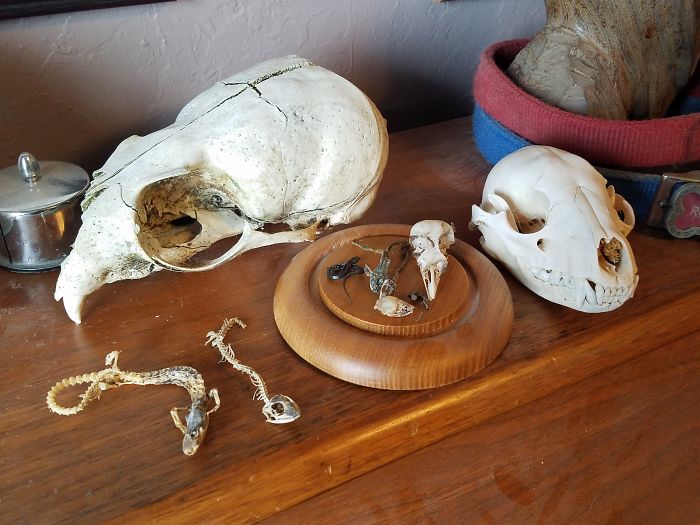 I Collect Animals Skulls That I Find, Never Kill