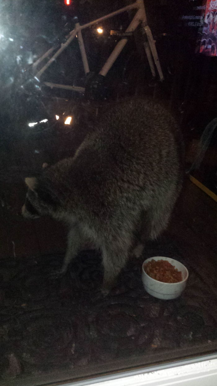 He Tries To Get In Almost Every Night. Eats Our Cat's Food.