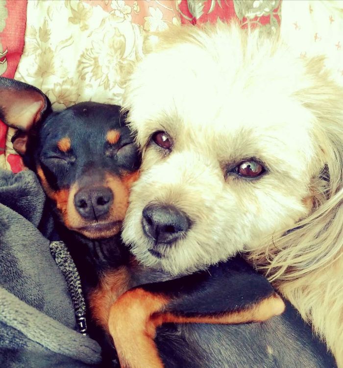 My Dogs Out In China (Inner Mongolia)