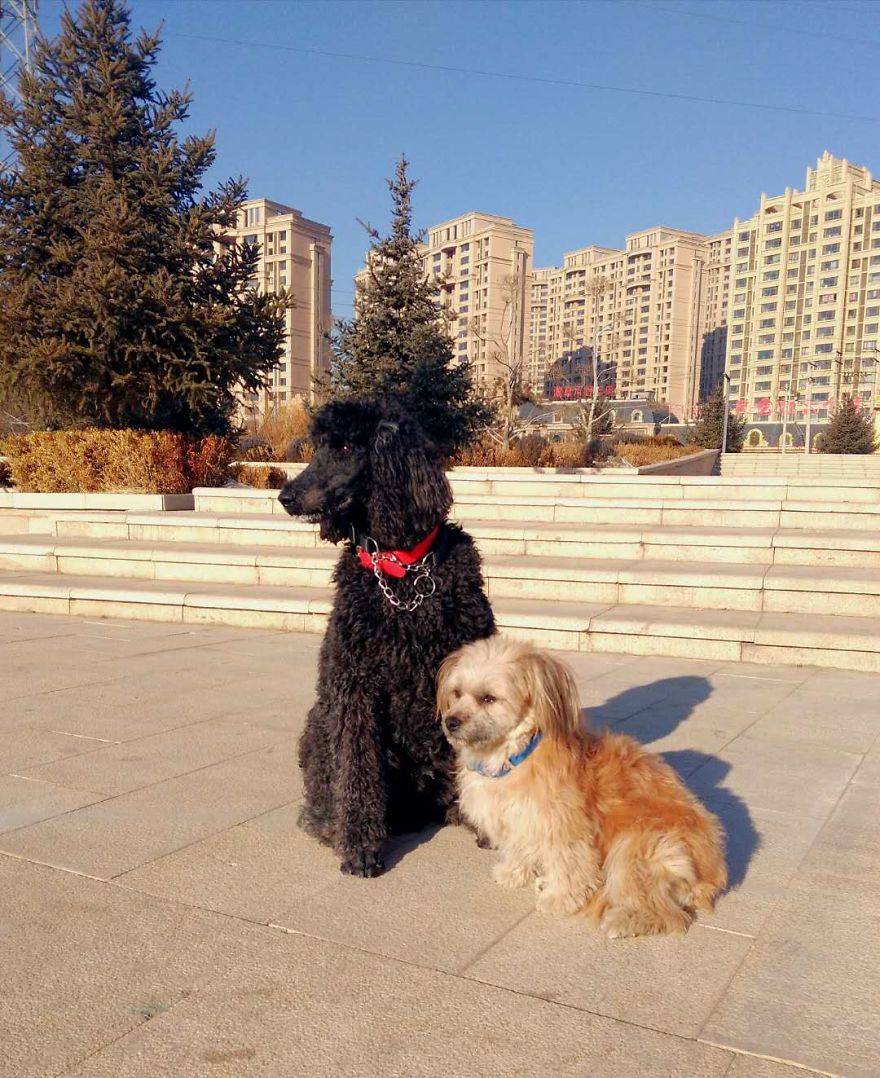My Dogs Out In China (Inner Mongolia)