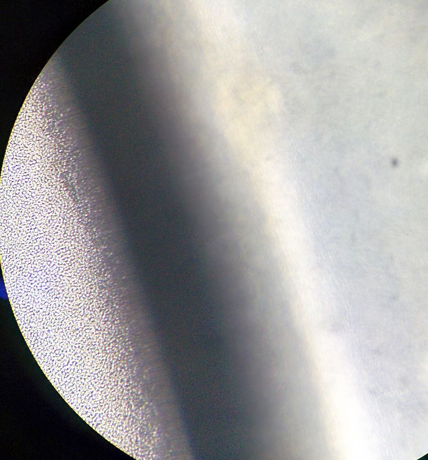 I Find Cosmos Under My Microscope And With Microbial Plate - Microsmos