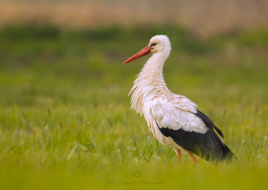 White Stork. Polish Bird